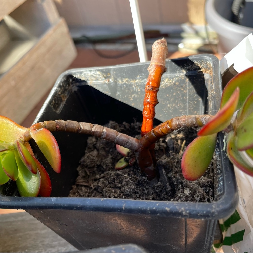 2 Rooted And Planted Jade Plants (in 1 container) - Picture 3 of 7